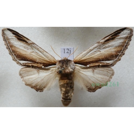 Pheosia gnoma (Fabricius, 1776) Garbatka brzozówka Czech12j
